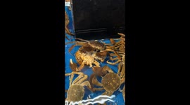 A Cannibalistic Crab