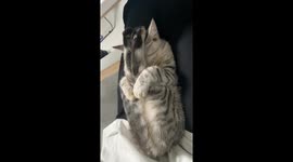 Flexibility Technique for Cats