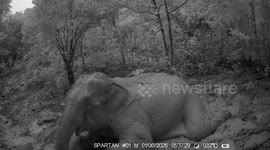 Wild elephant spotted on wildlife camera soaking comfortably in mud pit