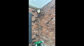 Clever DIY yellow-jacket extermination zaps TikTok to 627,600 views within hours