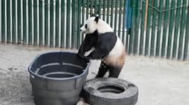 Strong panda relocates water tub in Liaoning, China