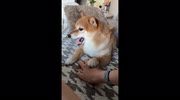 temp