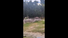 Zoo visitors delighted as rhino gets the zoomies and thrashes through puddle