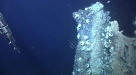 Japan: Deep Sea Worm Fights Poison With Poison In Toxic Hydrothermal Vents