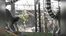 Spain: Police Rescue 150 Exotic Animals In Secret Private Zoo In Spain