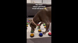 Staffy negotiations: Treats vs tears gains over 406,000 views on Instagram