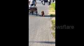 Happiest dog in the world? Pooch seen merrily skipping beside owner during walk