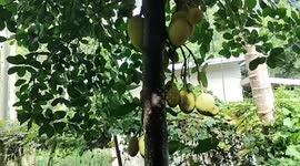 Exotic fruit forms in bizarre shape of fetus in womb