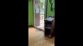 Goat head butts office door to try and get inside