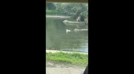 Tiger pounces on duck but looks baffled when bird disappears