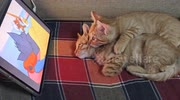 temp