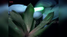 China: Glow-in-the-Dark Succulents Could Light Up Homes And Gardens