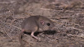 US: Genetic Breakthrough In Zoos Could Save Pacific Pocket Mouse From Extinction