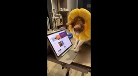 Adorable Cat Swipes Through Songs on Tablet