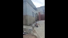 Fearless Girl Handling Geese