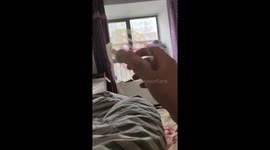 Toy Chase Ends with a Bump