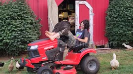 Daisuke and his turkey chilling on the lawn mower on our farm in south shore