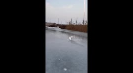 Humorous scene as goose left behind runs after group of fleeing swans