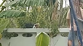 Rescue team saves stray cat with head trapped in plastic can for days