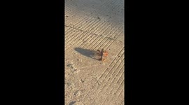 Crawfish startled as he tries to cross busy road in China