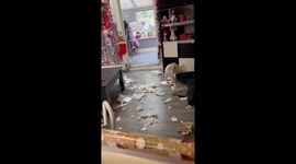 French Bulldogs create a massive mess in owner's five-minute absence