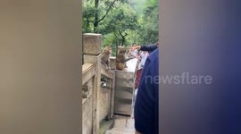 Tourist caught giving alcohol to wild monkeys in China