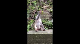 Monkey catches grapes tossed at it with speed