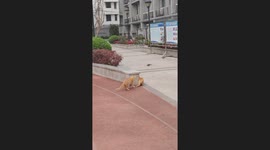 Cat Clash: Feline Feud Over Preys