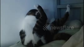 Kitten Yawning and Falling Asleep Quickly