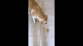Labrador Pranked by Owner