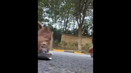 Rescue the Hungry Kitten