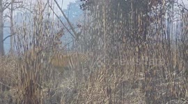 After a night’s meal, a tigress chooses to rest, but her energetic subadult cubs are eager to move