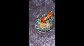 Amazing Motherhood: Watch a Centipede Tend Her Eggs for 3 Months Straight!