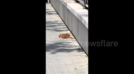 Weasel helps friend struggling to climb wall in heartwarming scene