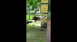 Lion at zoo nicknamed 'The Beggar Lion' for his scruffy appearance and refusal to wash