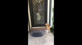 Dog greets owner returning from work with 'verbal monologue'