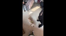 Predictive Doggy Deftly Ducked Attack