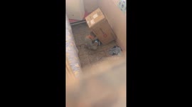 Toddler sets up cardboard box to hide while playing on phone