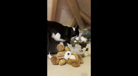 Simba Tidies Up Before Going To Bed