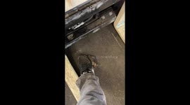 Rat nibbles shoelace in Hilo, Hawaii, USA