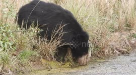 Thirsty Sloth Bear! Rare Water Drinking Moment in Ranthambore Tiger Reserve,