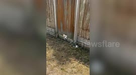 Nosy dog sparks rescue attempts after constantly sticking head through gate