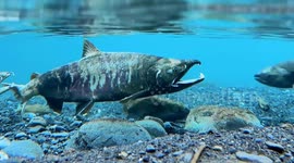 US: Salmon fishing in Alaska blends tradition, culture, nature's cycle