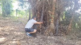 Rare giant bamboo shoots bigger than human leg stuns villagers