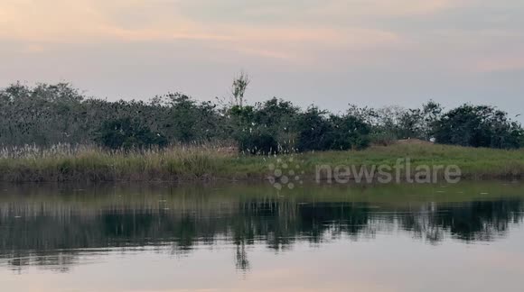 An amazing evening bird parade just after sunset at Thailand's largest freshwater lake Bueng Buraphet.