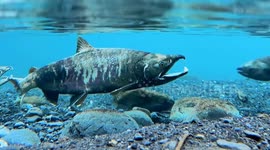 Salmon fishing in Alaska blends tradition, culture, nature's cycle