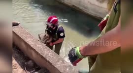Spain: Firefighters Rescue Exhausted Fawn From Irrigation Canal
