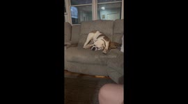 Bulldog Cuddles Bewildered Cat