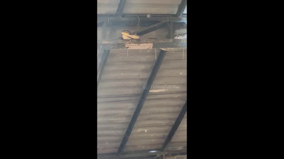 Python Falling From Roof Python falls from factory roof and calmly slithers away - Buy, Sell or ...