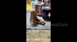 This pooch takes downward dog to the extreme with its peculiar posture